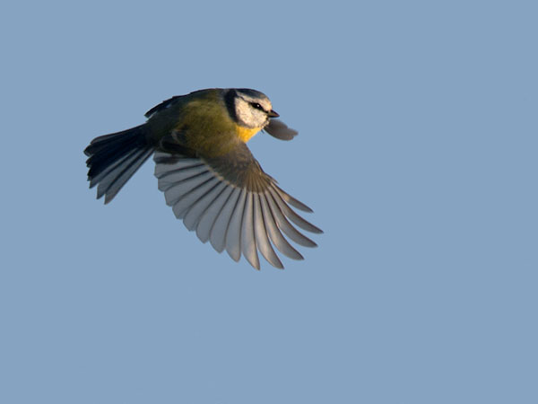 Sinitiainen, Blue Tit, Cyanistes caeruleus