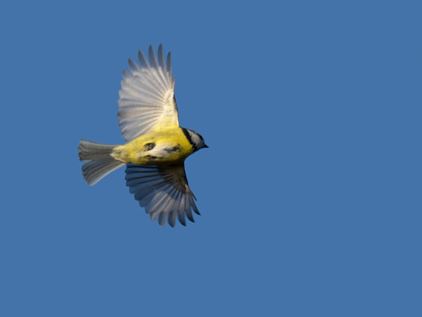 Sinitiainen, Blue Tit, Cyanistes caeruleus