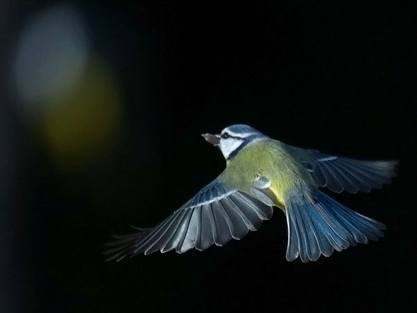 Sinitiainen, Blue Tit, Cyanistes caeruleus