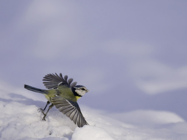 Sinitiainen, Blue Tit, Cyanistes caeruleus