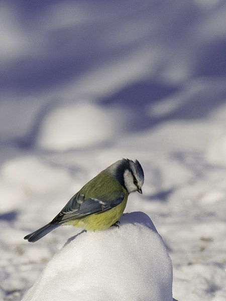 Sinitiainen, Blue Tit, Cyanistes caeruleus