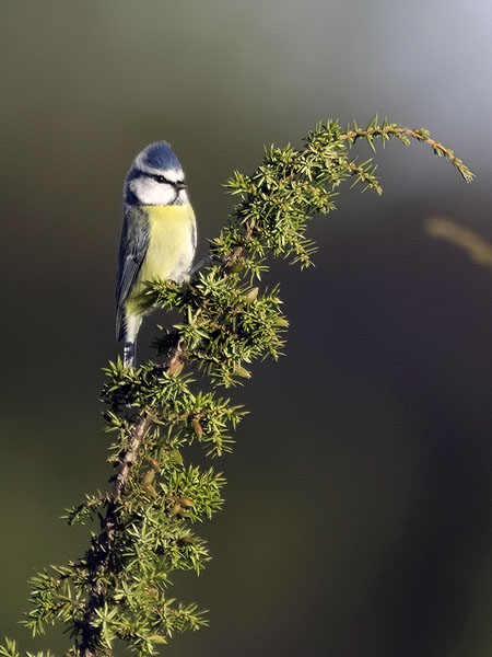 Sinitiainen, Blue Tit, Cyanistes caeruleus