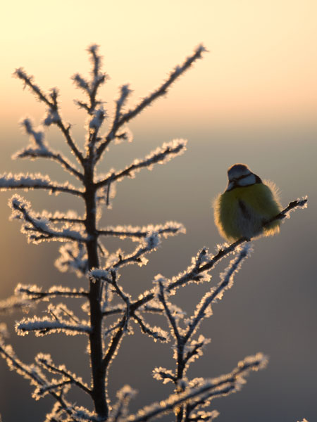 Sinitiainen, Blue Tit, Cyanistes caeruleus