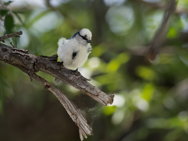 Valkopäätiainen, Azure Tit, Cyanistes cyanus