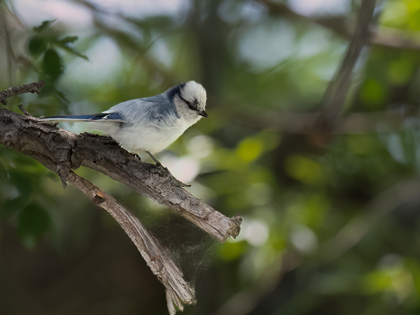 Valkopäätiainen, Azure Tit, Cyanistes cyanus