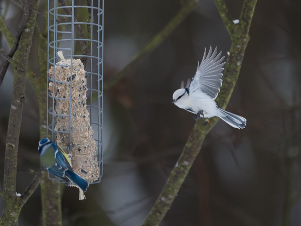 Valkopäätiainen, Azure Tit, Cyanistes cyanus