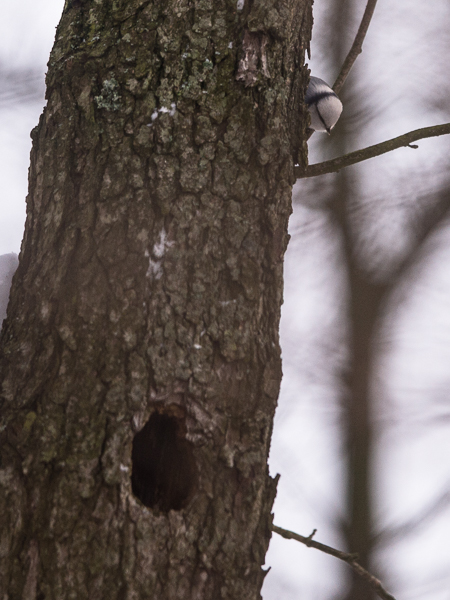 Valkopäätiainen, Azure Tit, Cyanistes cyanus