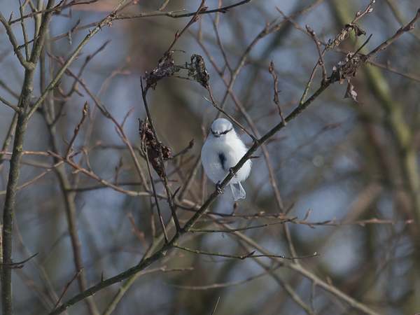 Valkopäätiainen, Azure Tit, Cyanistes cyanus