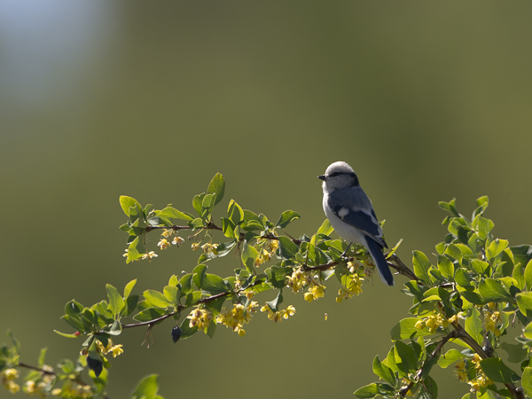 Valkopäätiainen, Azure Tit, Cyanistes cyanus