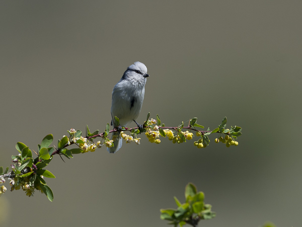 Valkopäätiainen, Azure Tit, Cyanistes cyanus