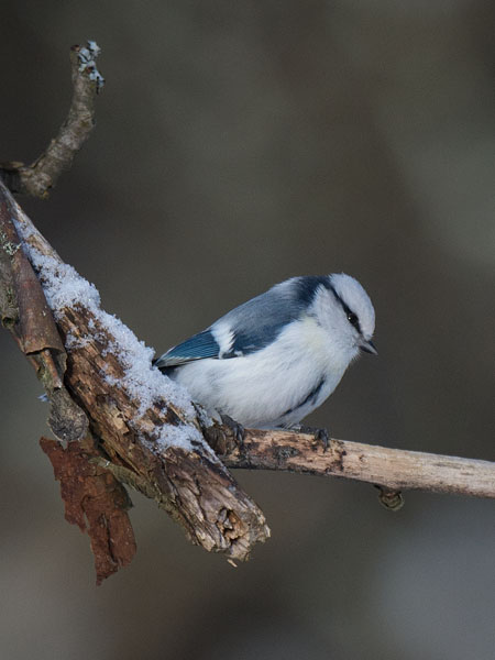 Valkopäätiainen, Azure Tit, Cyanistes cyanus