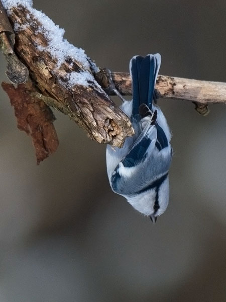 Valkopäätiainen, Azure Tit, Cyanistes cyanus