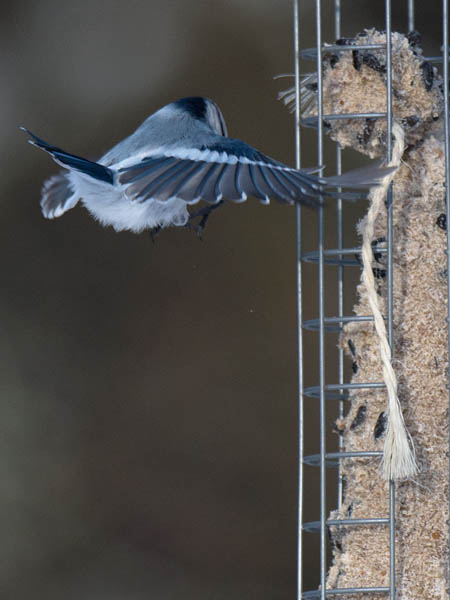 Valkopäätiainen, Azure Tit, Cyanistes cyanus
