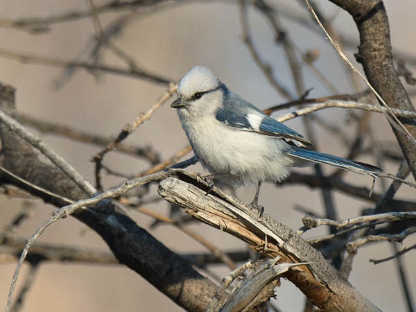 Valkopäätiainen, Azure Tit, Cyanistes cyanus