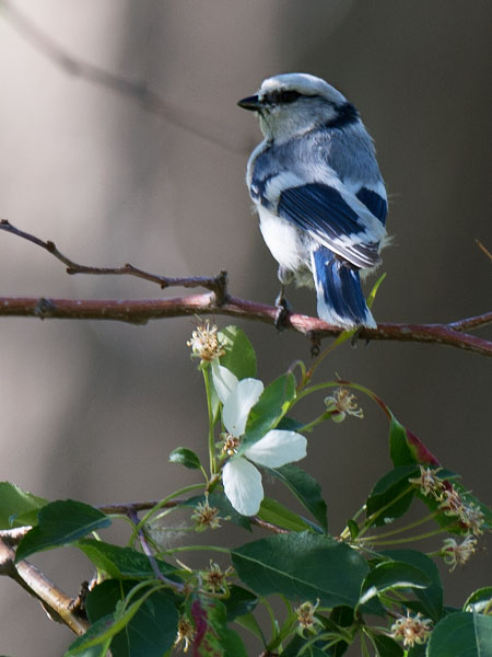 Valkopäätiainen, Azure Tit, Cyanistes cyanus