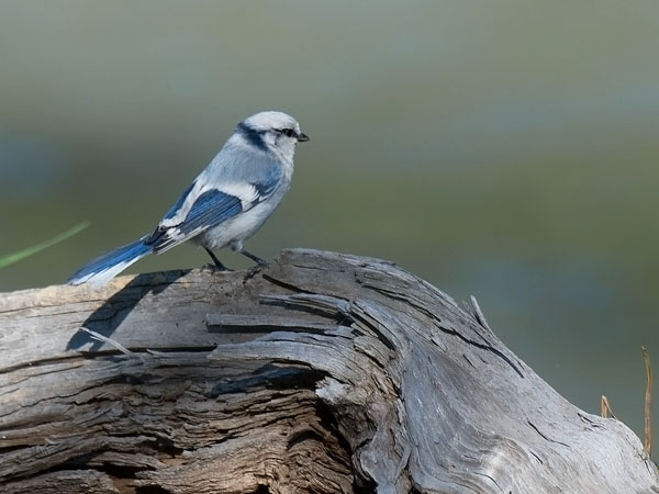 Valkopäätiainen, Azure Tit, Cyanistes cyanus