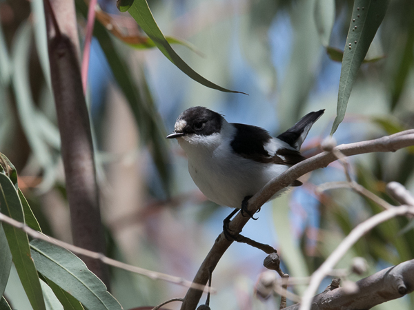 Sepelsieppo, Collared Flycatcher, Ficedula albicollis