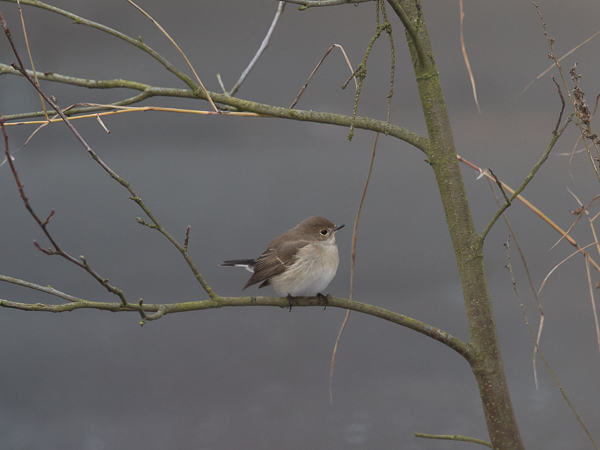 Idänpikkusieppo, Taiga Flycatcher, Ficedula albicilla