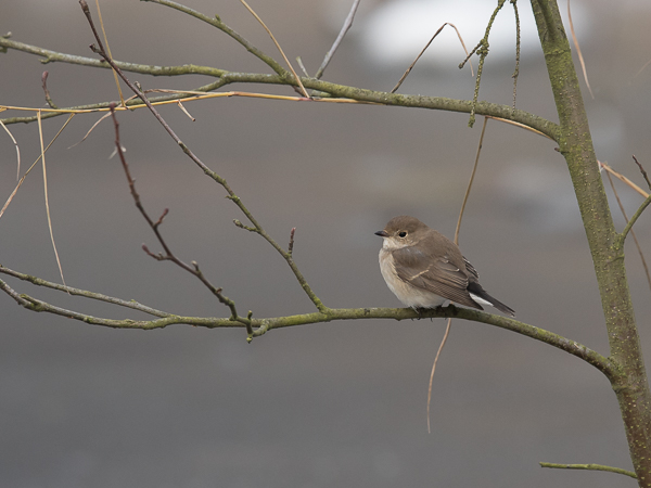 Idänpikkusieppo, Taiga Flycatcher, Ficedula albicilla