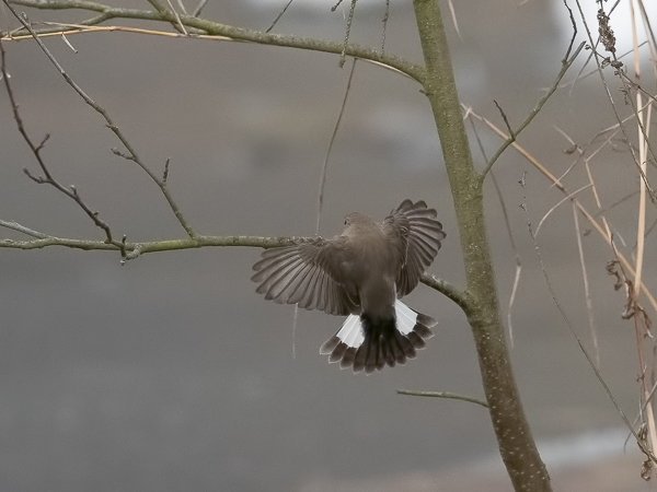 Idänpikkusieppo, Taiga Flycatcher, Ficedula albicilla