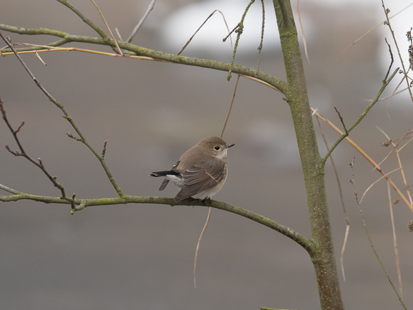 Idänpikkusieppo, Taiga Flycatcher, Ficedula albicilla
