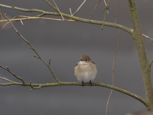 Idänpikkusieppo, Taiga Flycatcher, Ficedula albicilla