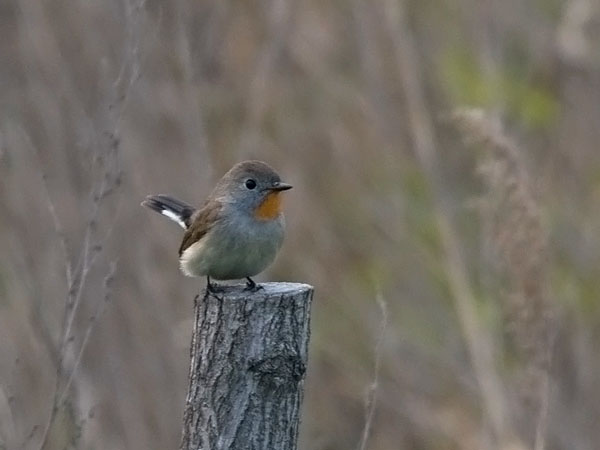 Idänpikkusieppo, Taiga Flycatcher, Ficedula albicilla