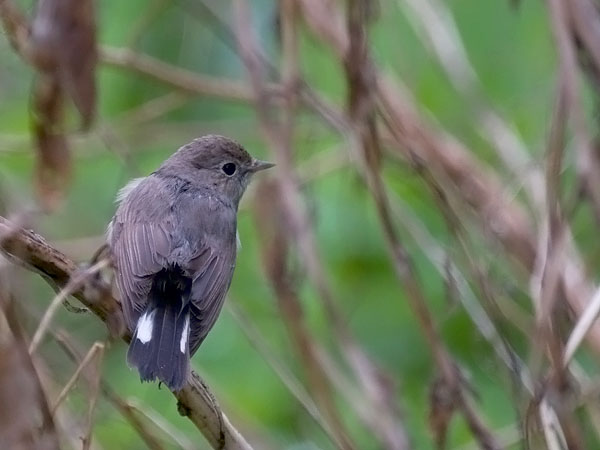 Idänpikkusieppo, Taiga Flycatcher, Ficedula albicilla