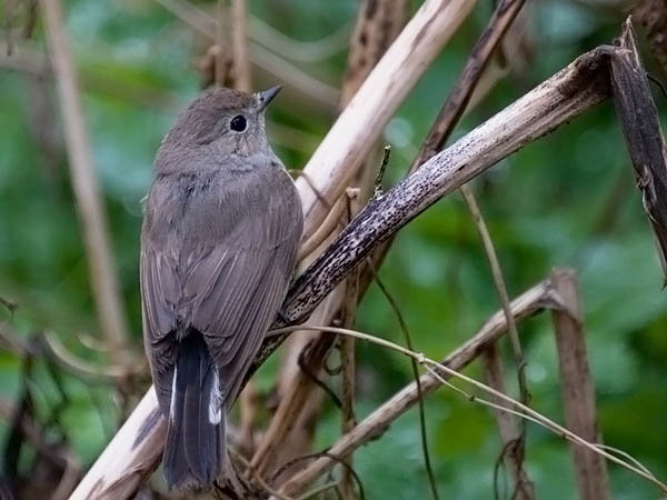 Idänpikkusieppo, Taiga Flycatcher, Ficedula albicilla