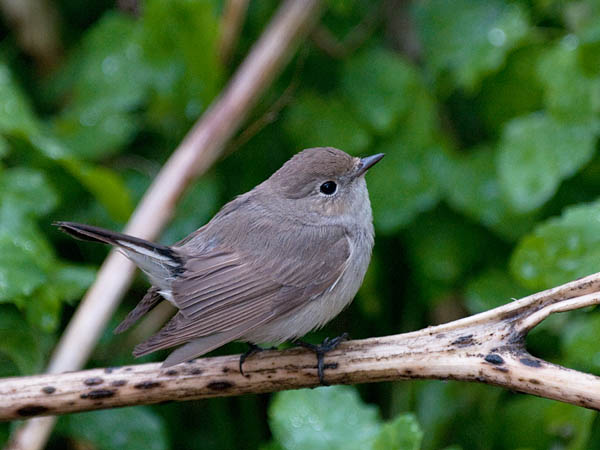 Idänpikkusieppo, Taiga Flycatcher, Ficedula albicilla