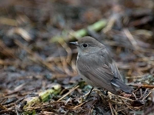 Idänpikkusieppo, Taiga Flycatcher, Ficedula albicilla