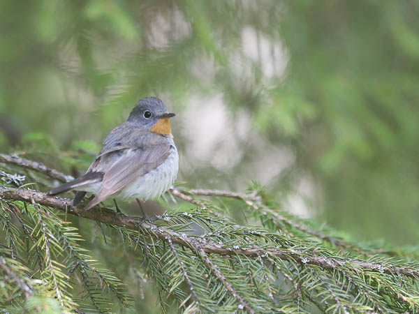 Pikkusieppo, Red-breasted Flycatcher, Ficedula parva