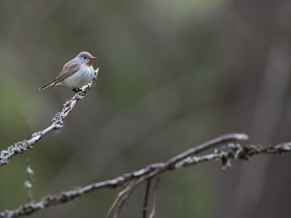 Pikkusieppo, Red-breasted Flycatcher, Ficedula parva