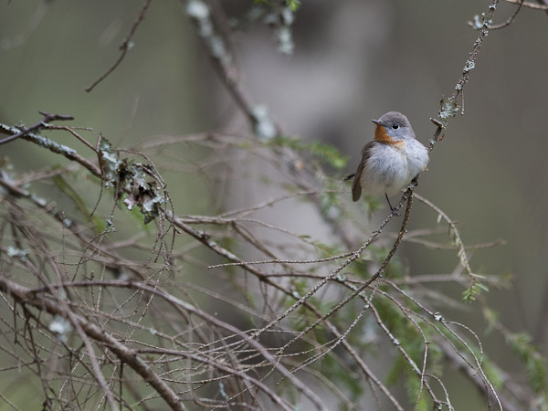 Pikkusieppo, Red-breasted Flycatcher, Ficedula parva