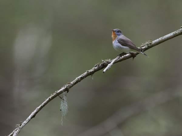 Pikkusieppo, Red-breasted Flycatcher, Ficedula parva