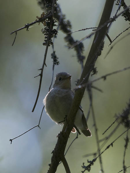 Pikkusieppo, Red-breasted Flycatcher, Ficedula parva