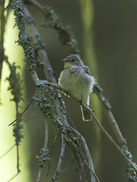 Pikkusieppo, Red-breasted Flycatcher, Ficedula parva