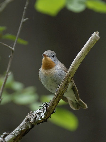 Pikkusieppo, Red-breasted Flycatcher, Ficedula parva