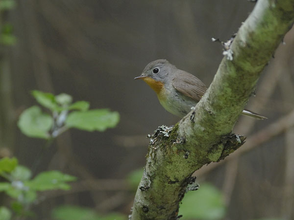 Pikkusieppo, Red-breasted Flycatcher, Ficedula parva