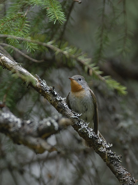 Pikkusieppo, Red-breasted Flycatcher, Ficedula parva