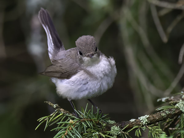Pikkusieppo, Red-breasted Flycatcher, Ficedula parva