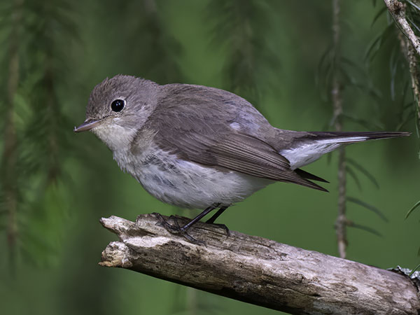 Pikkusieppo, Red-breasted Flycatcher, Ficedula parva