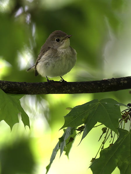 Pikkusieppo, Red-breasted Flycatcher, Ficedula parva