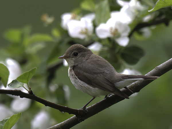 Pikkusieppo, Red-breasted Flycatcher, Ficedula parva