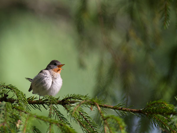 Pikkusieppo, Red-breasted Flycatcher, Ficedula parva