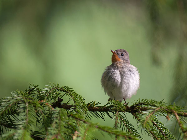 Pikkusieppo, Red-breasted Flycatcher, Ficedula parva