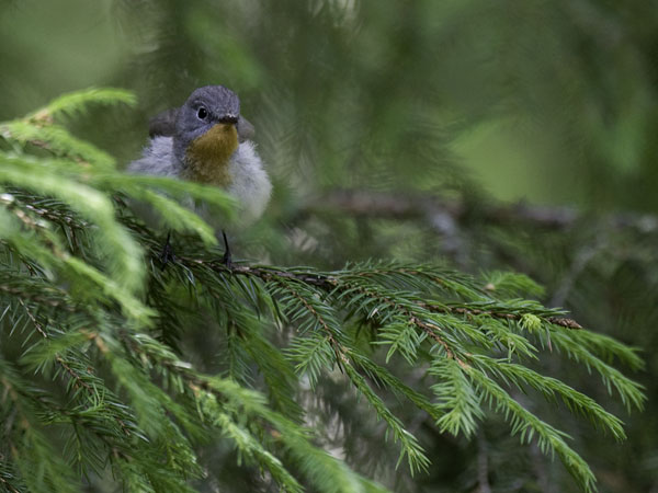 Pikkusieppo, Red-breasted Flycatcher, Ficedula parva