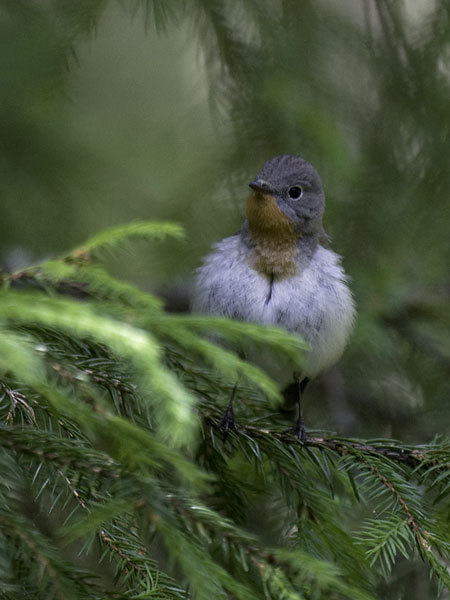 Pikkusieppo, Red-breasted Flycatcher, Ficedula parva