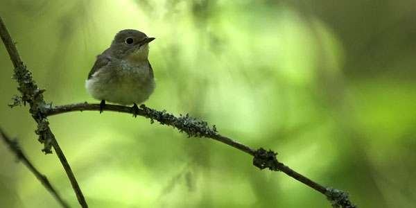 Pikkusieppo, Red-breasted Flycatcher, Ficedula parva