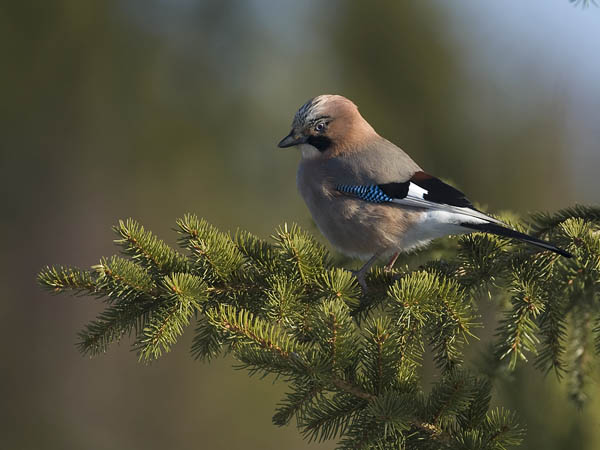 Närhi, Eurasian Jay, Garrulus glandarius